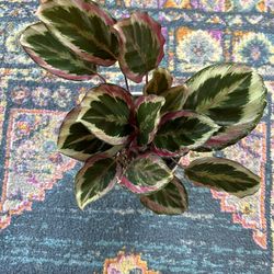 Calathea Madelion  Plant