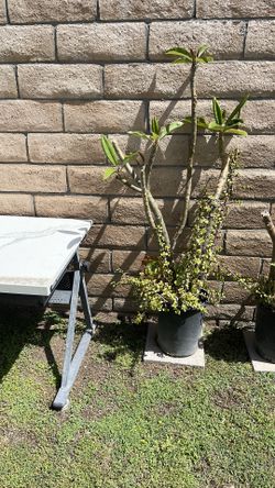 Plumeria