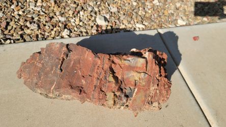 Petrified Wood Rock Stone