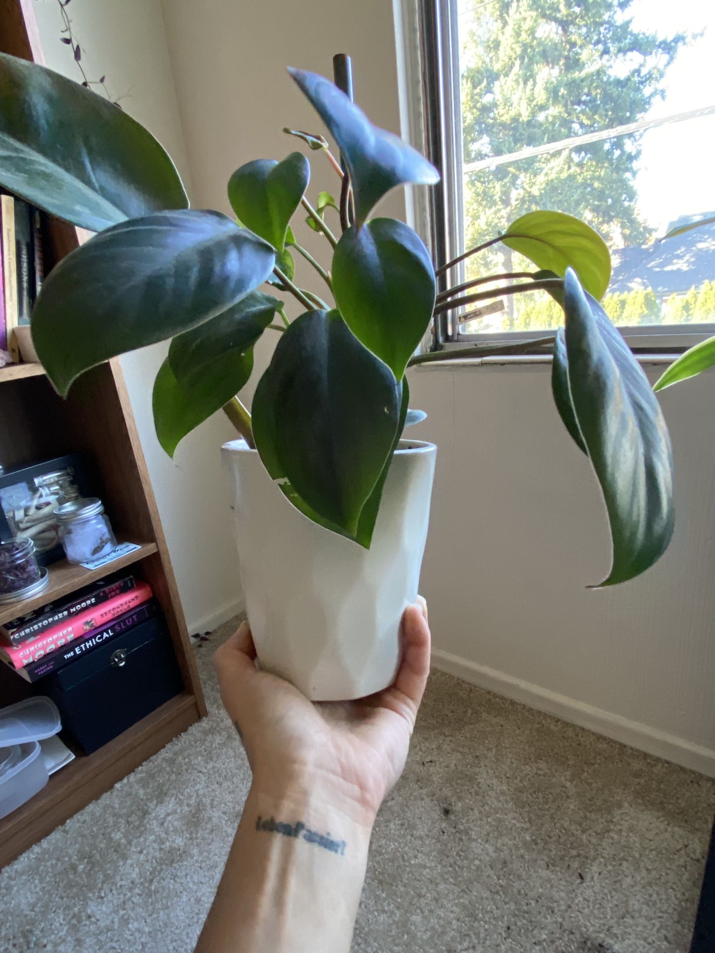 Philodendron