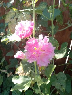 Hollyhocks