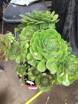 Aeoniums