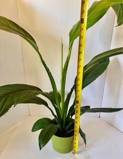 Sensation peace lily