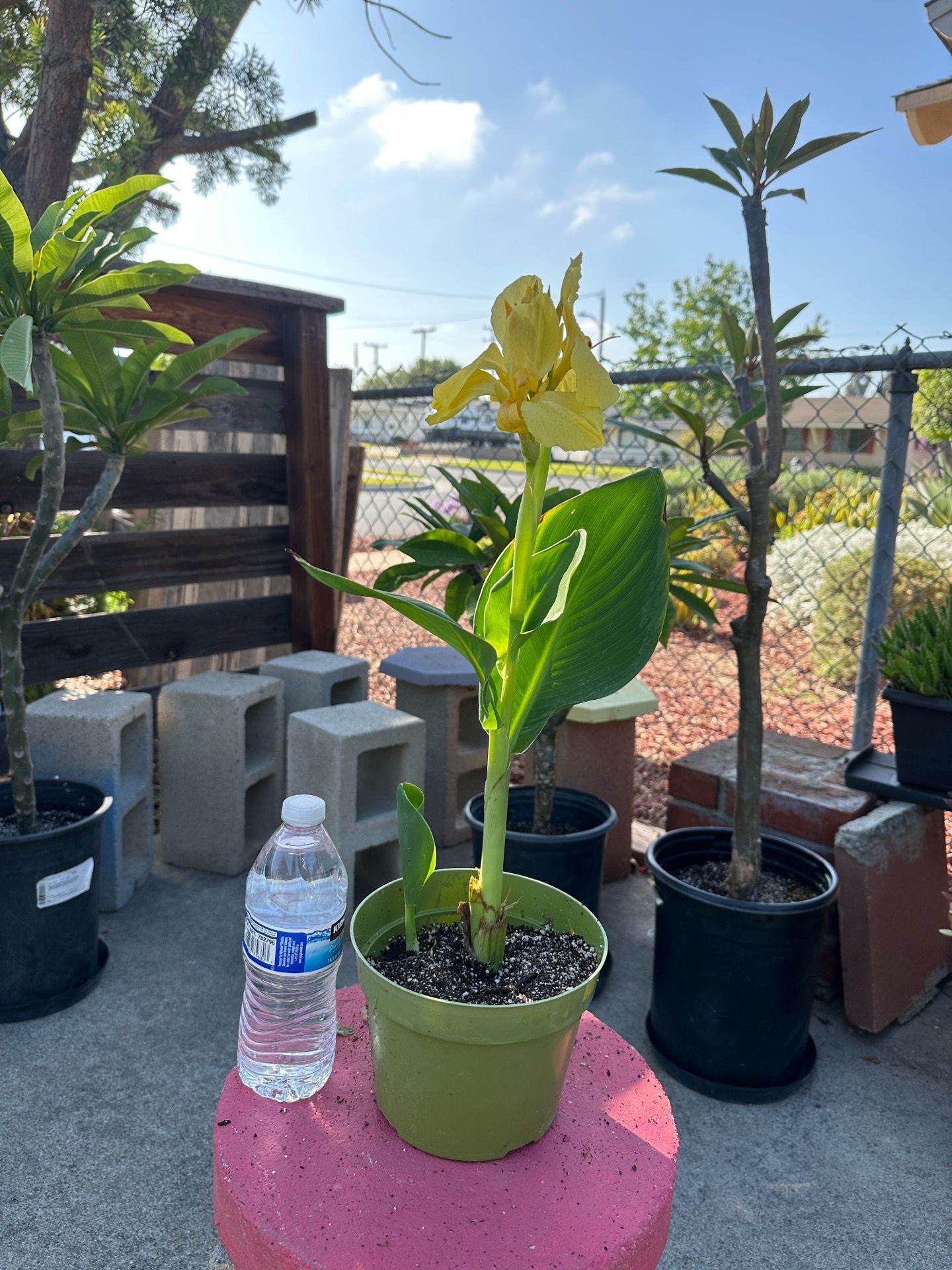 Yellow Canna lilies