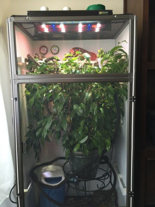 Large Dragon Strand Chameleon Cage