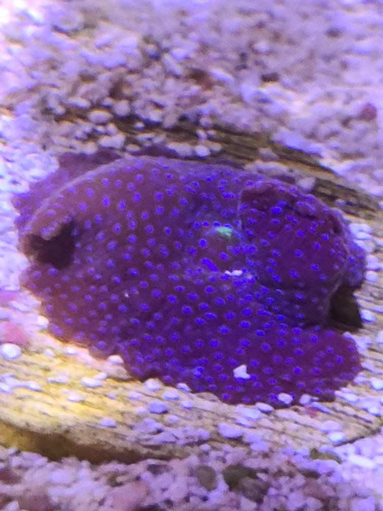 Purple Discosoma Mushroom with blue spots