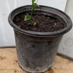 Chayotes Plant 12$