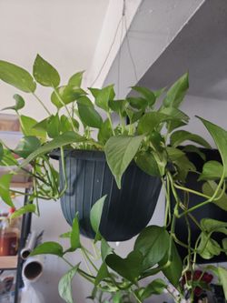 Planta decorativa para mesa ,sala muy bonita .Entedadera