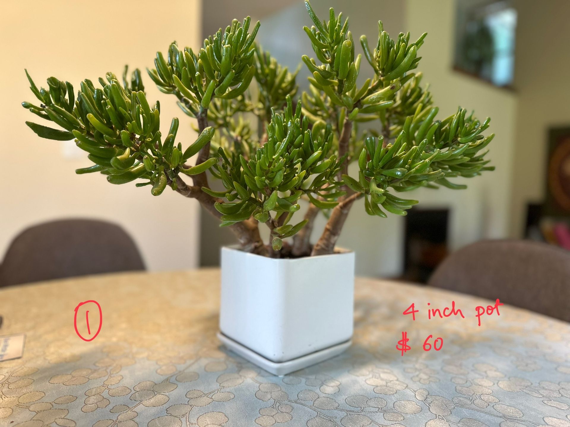 Indoor Plant Sale - Individual Prices On Photos