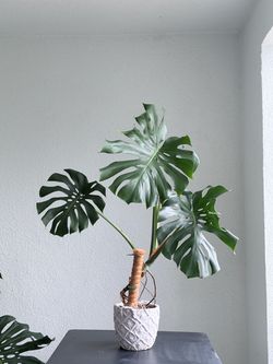 Monstera plant