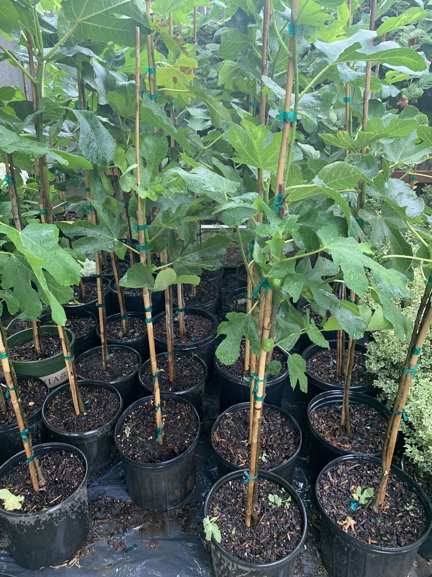Fig Trees