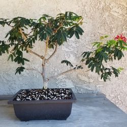 Calliandra "Tweediei" Pre Bonsai