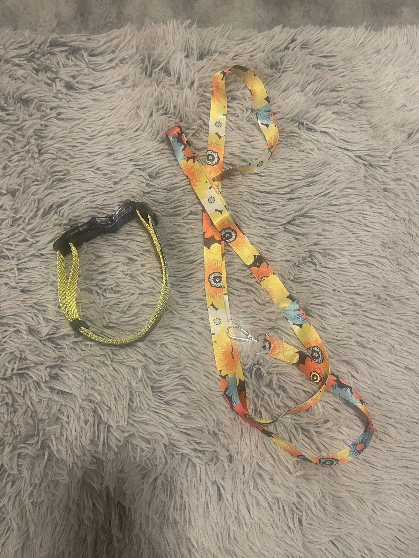 Dog Collars + Gift Leash
