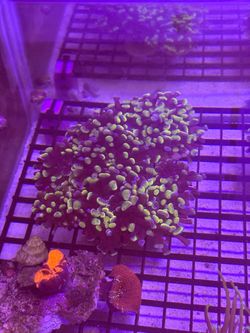 Saltwater a Aquarium decoration and hardware