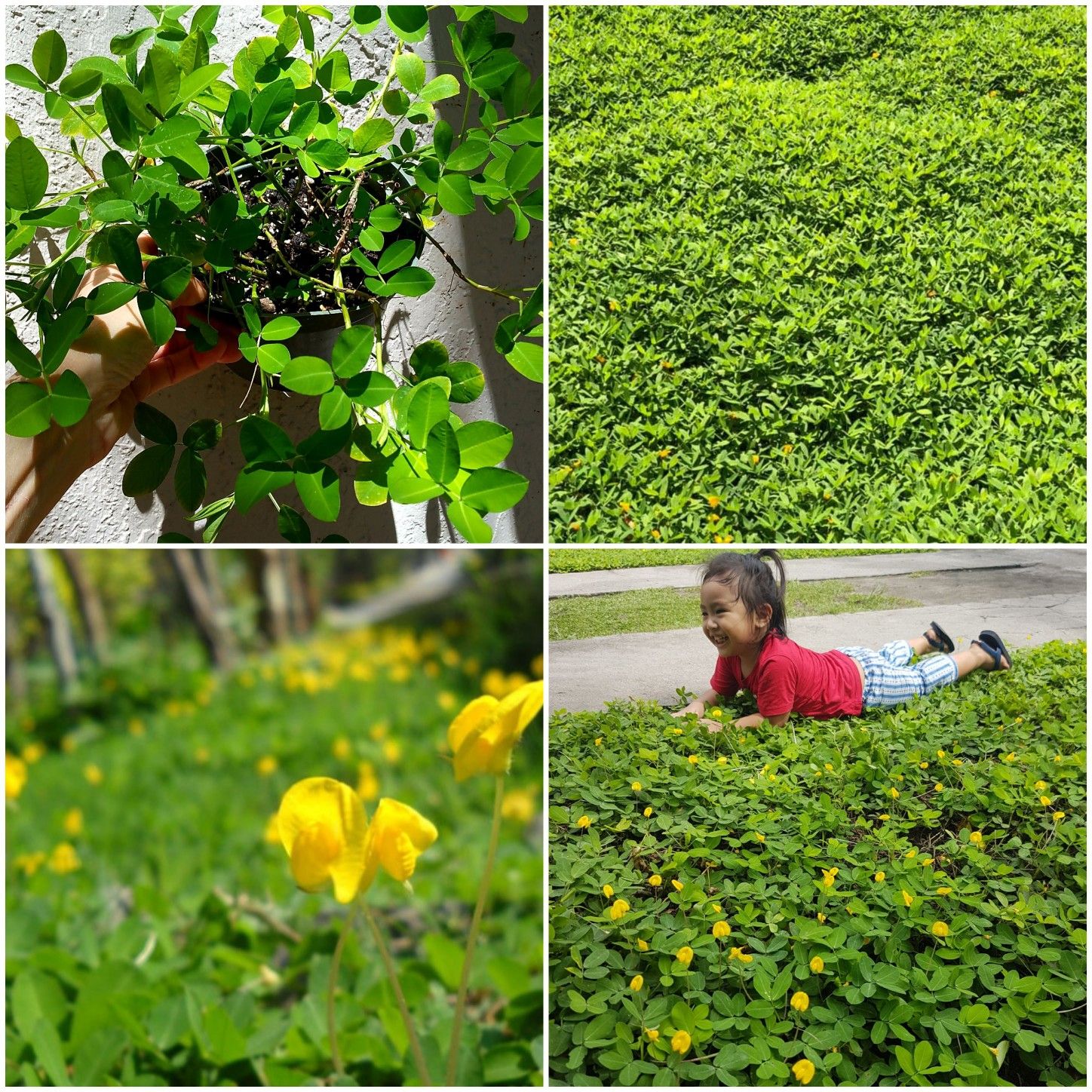 Pranut grass plants. Ground cover plants. $3 for 6" pot