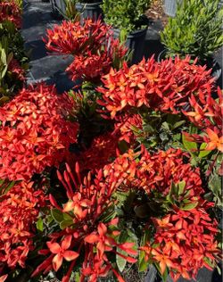 ❤️ Ixora Taiwanese Red