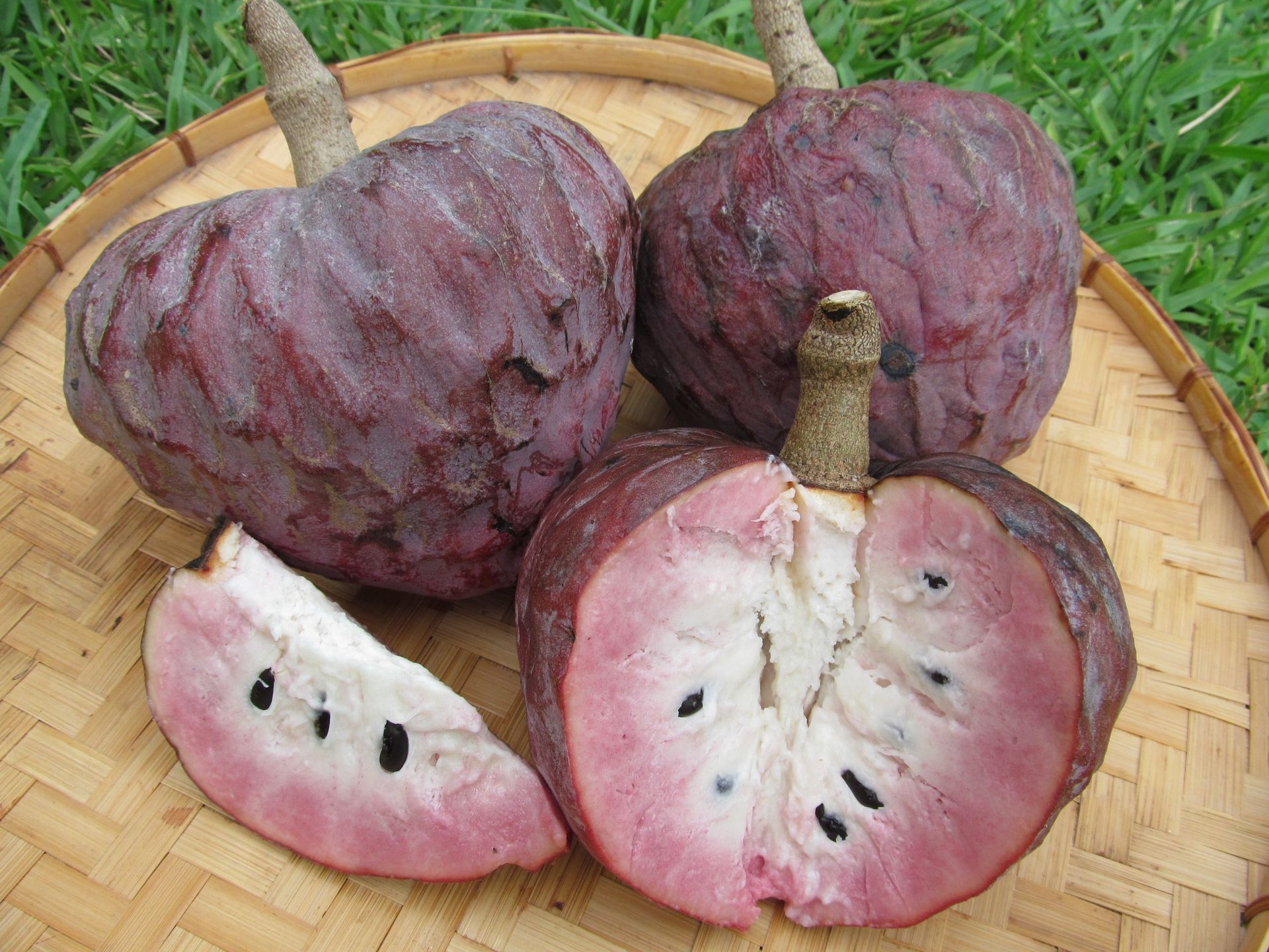 Sarteneja Reticulata Tree, Custard Apple