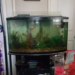 Complete 55 Gallon Bowl Front Fishtank