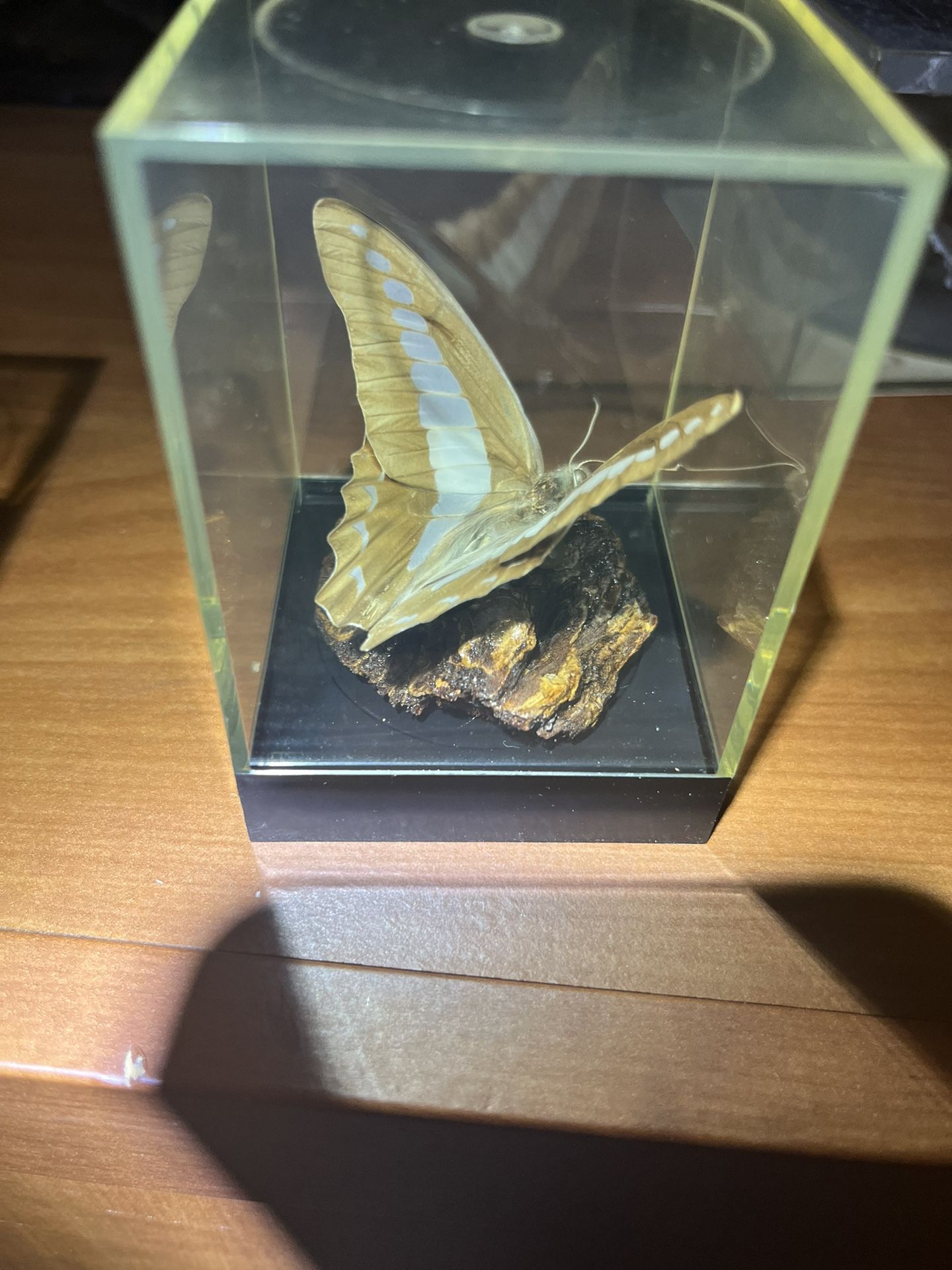 Butterfly Taxidermy