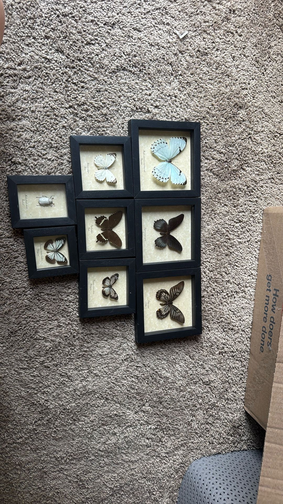 Butterflies