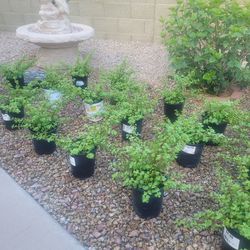 1 Gallon Elephant Bush Plants  --  $5 Each  -- This Same Size Sells For $19.98 At Home Depot & Lowe's!   
