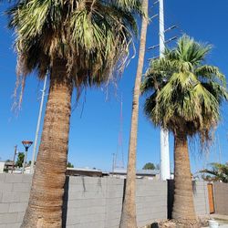 Palms Trimming 