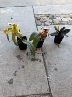 Lady slipper orchid ( price is for each )