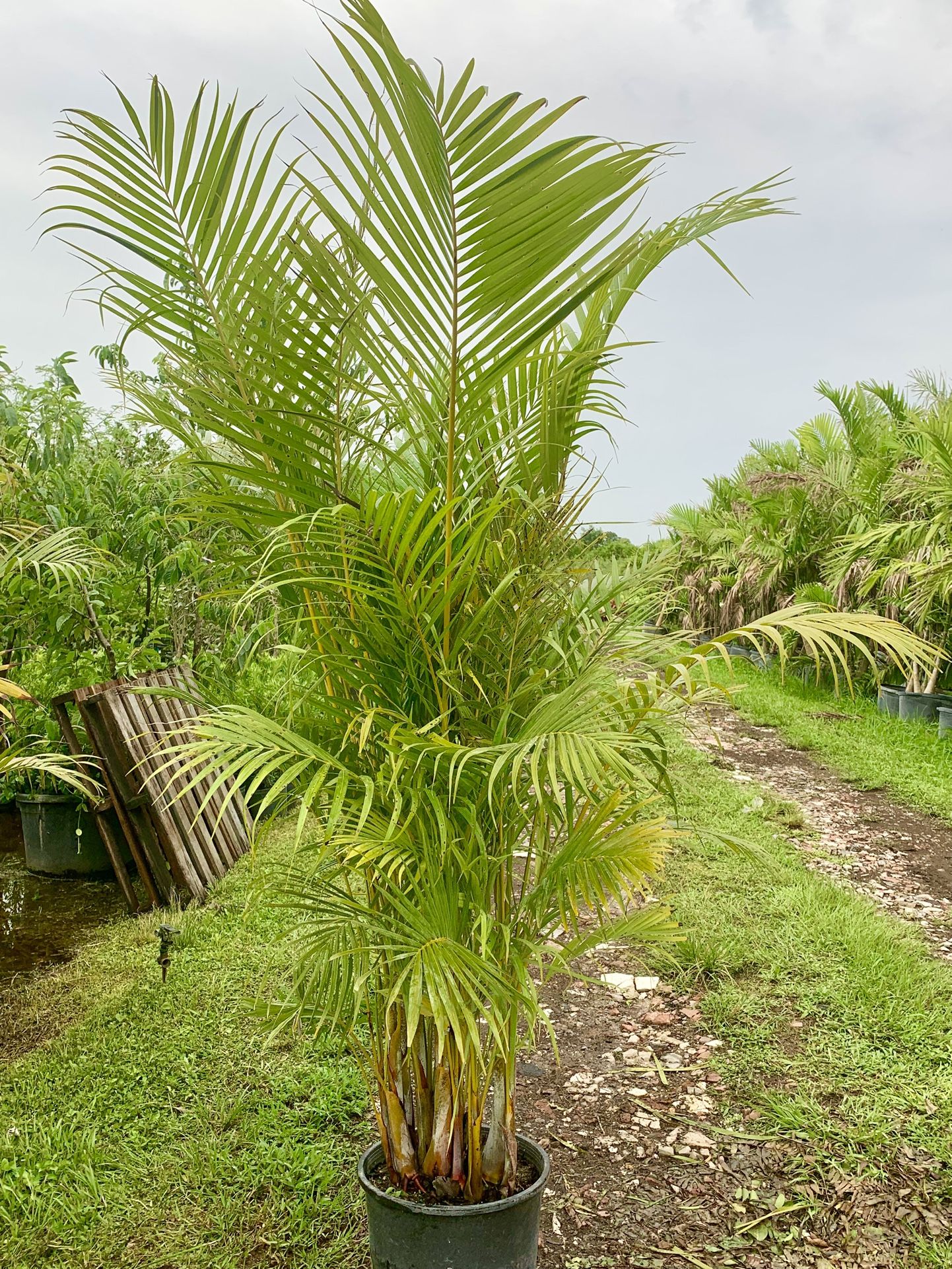 Areca 7g healthy and full