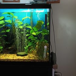 65 Gallon Fish Tank