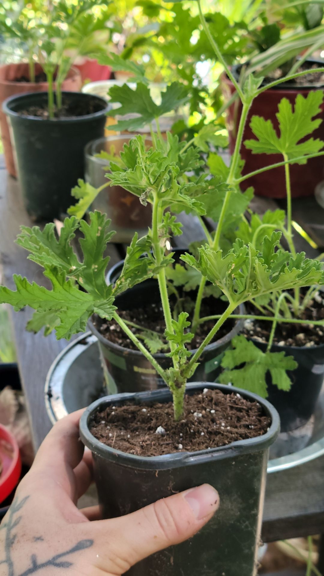 Citronella geraniums