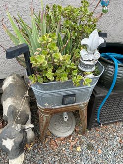 Cool plants 25 each