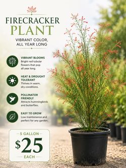 Firecracker Plant 5 Gallon