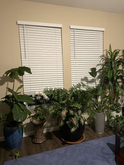 Beautiful Large House Plants In Large Ceramic Pots 