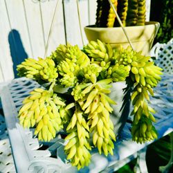 Burros Tail Sedum Succulent Plant 🪴 - Hanging Plant