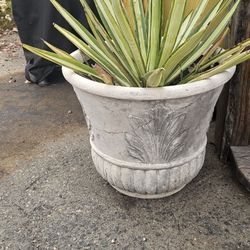 Large Pot With Waterwise Plant