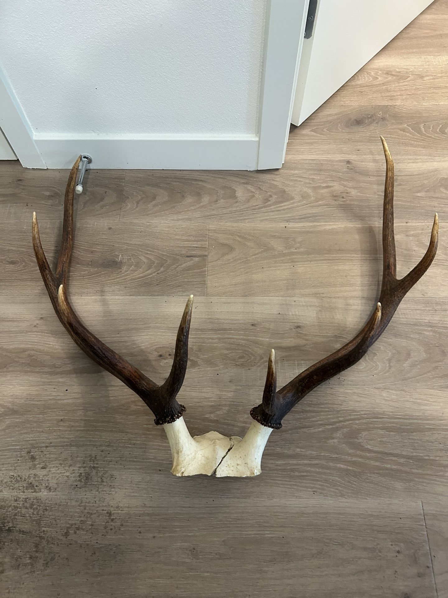 4 Pt Bull Elk Antlers