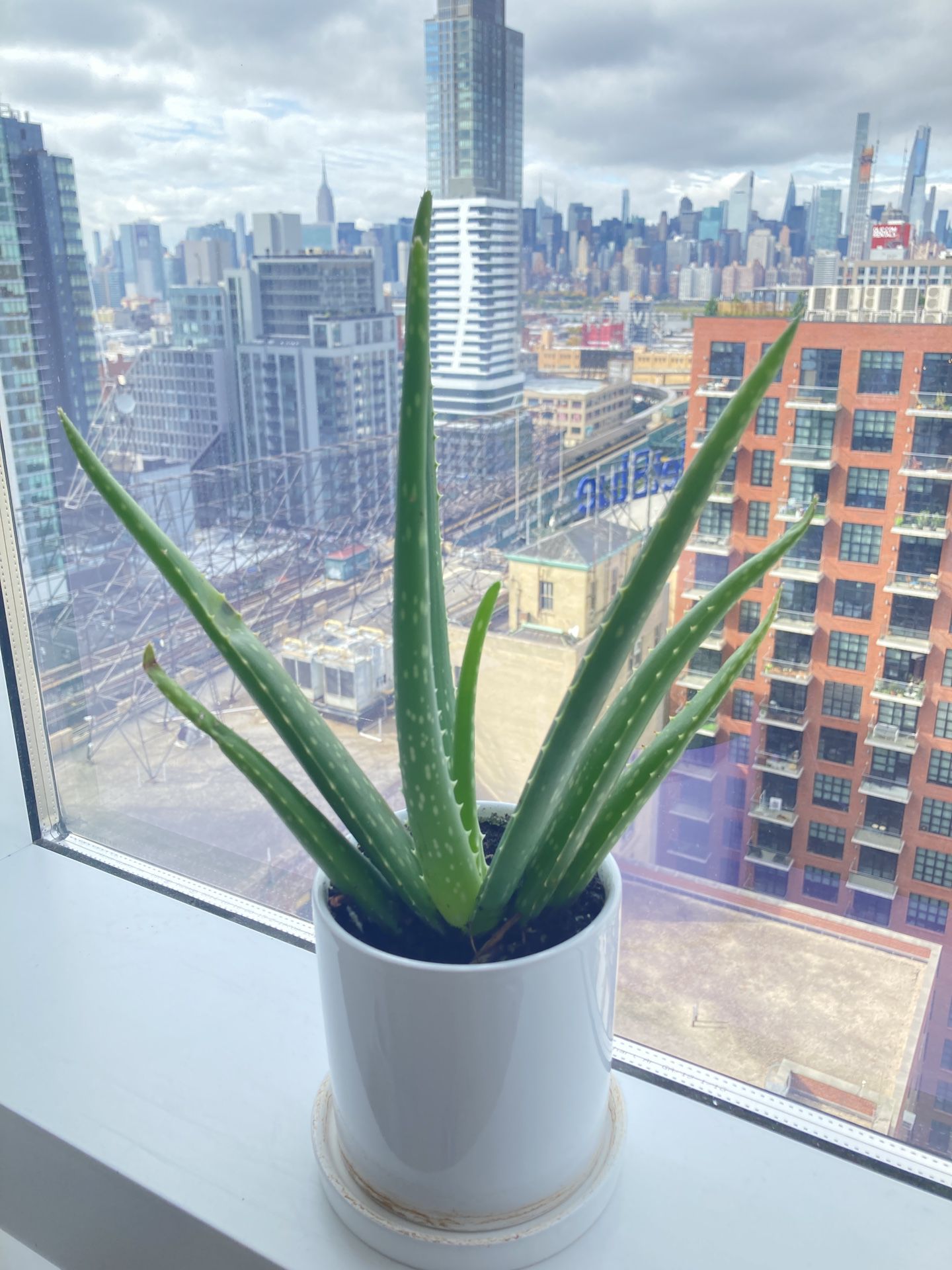 Aloe Vera plant (indoor, minimal care)