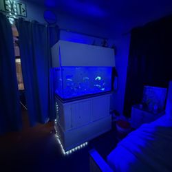 Fish Tank 