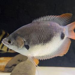  Fish Tank