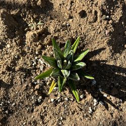 Agave Victoria Cactus 