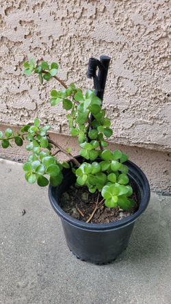Mini Jade Elephant Bush Plant