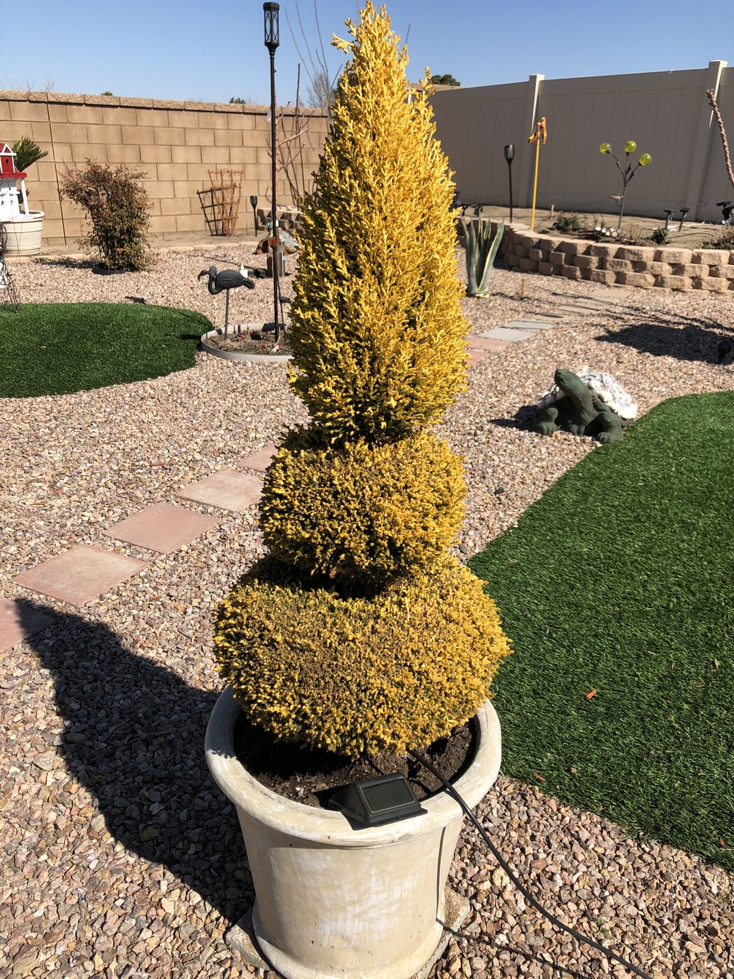 Lemon Cypress tree 53” tall and 17” Wide