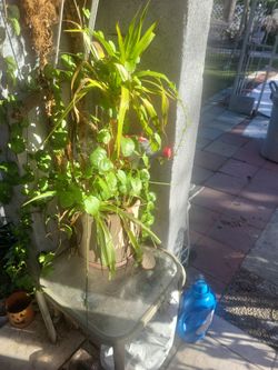 Clay pot plants