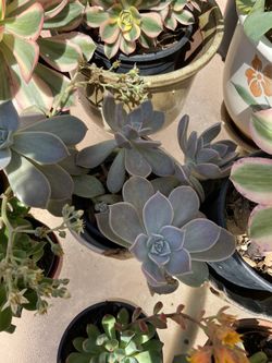 Succulents