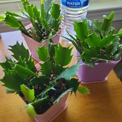 Holiday Flowering Cactus Mixed Color