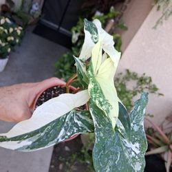Variegated Syngonium Albo Plant $20