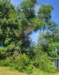 Arboles Ramas Y Jardines