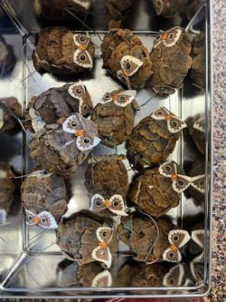 Owl Ornaments  Set Of 12