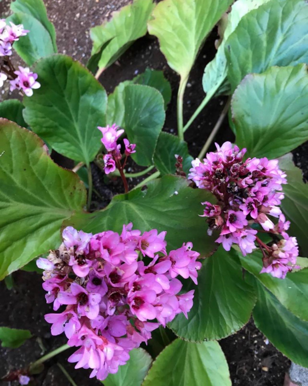 Bergenia (Pig Squeak) Perennial Plant, Blooms in Autumn and Winter.
