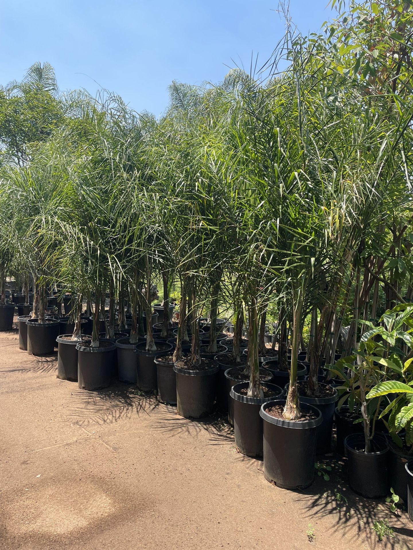 Queen Palm Trees- 15 Gallon Size- Approximately 6-8 Feet Tall